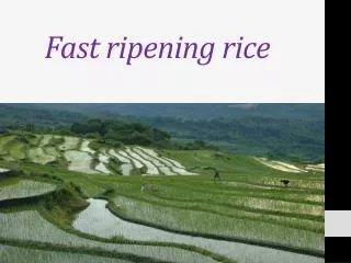 Fast ripening rice