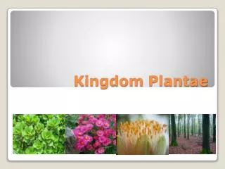 Kingdom Plantae