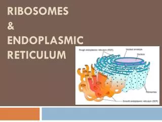 Ribosomes &amp; Endoplasmic Reticulum
