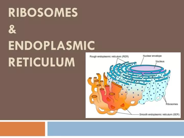 ribosomes endoplasmic reticulum