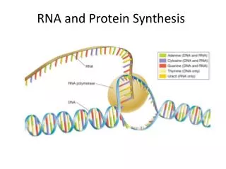 RNA and Protein Synthesis