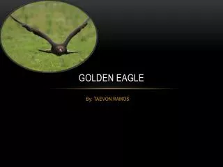 Golden Eagle