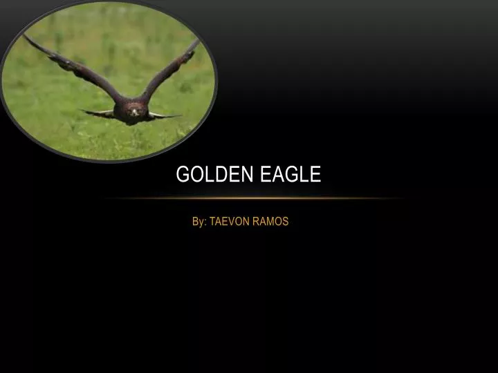 golden eagle