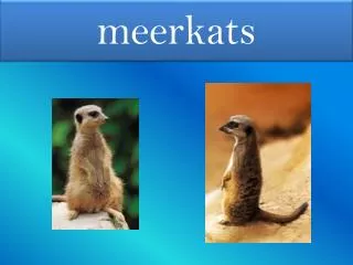 meerkats