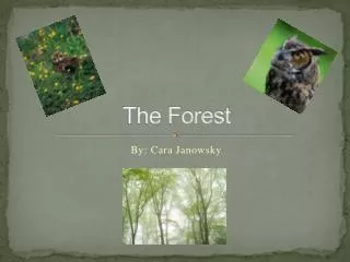 The Forest