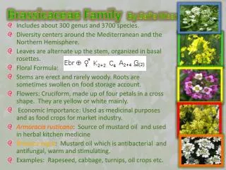 Brassicaceae Family By:Safia Nisar