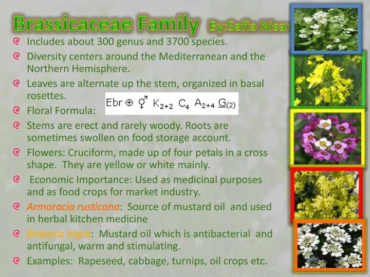 brassicaceae family by safia nisar