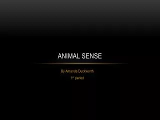 Animal sense