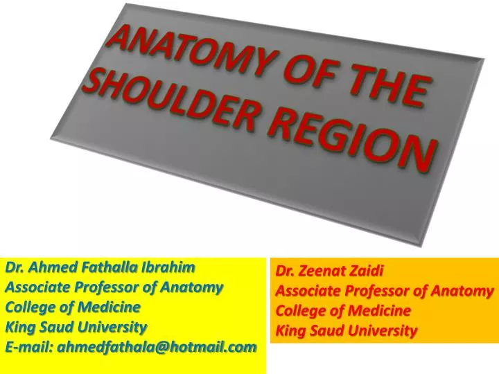 anatomy of the shoulder region