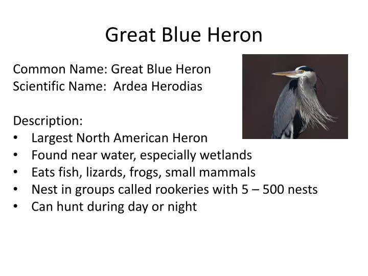 great blue heron