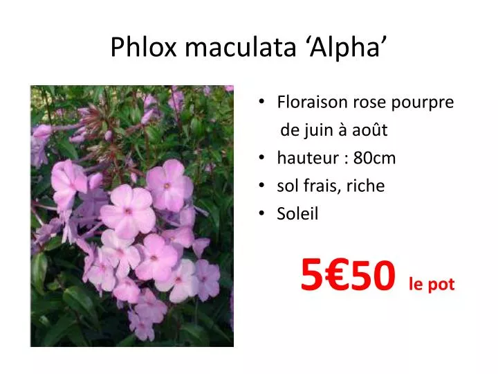 phlox maculata alpha