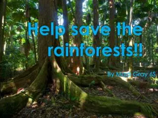 Help save the rainforests!!