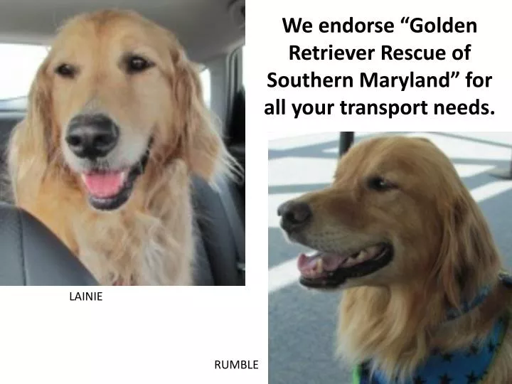 we endorse golden retriever rescue of southern maryland for all your transport needs