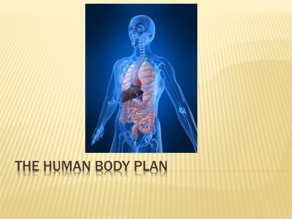 PPT - The Human Body Plan PowerPoint Presentation, free download - ID ...