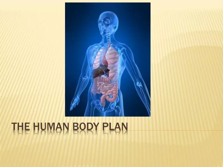 the human body plan