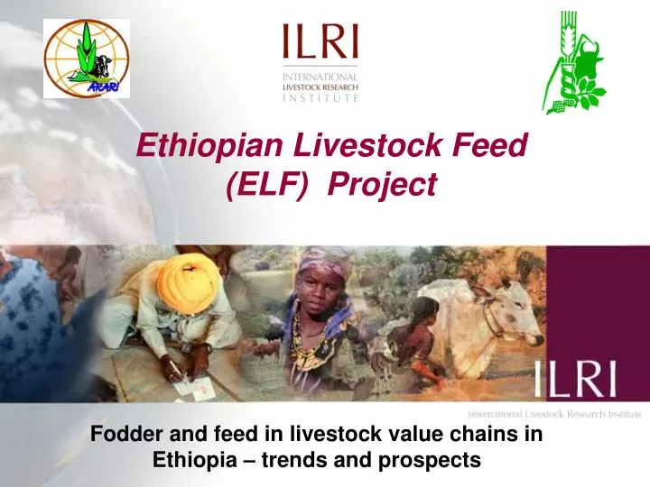 ethiopian livestock feed elf project