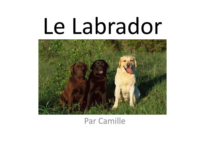 le labrador