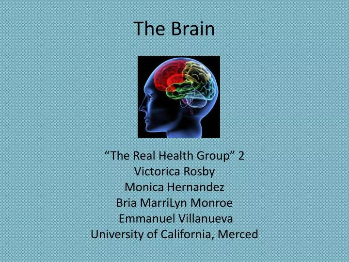 the brain