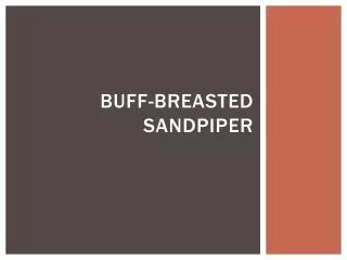 Buff-breasted Sandpiper