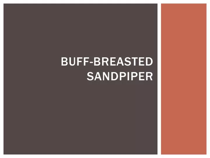 buff breasted sandpiper