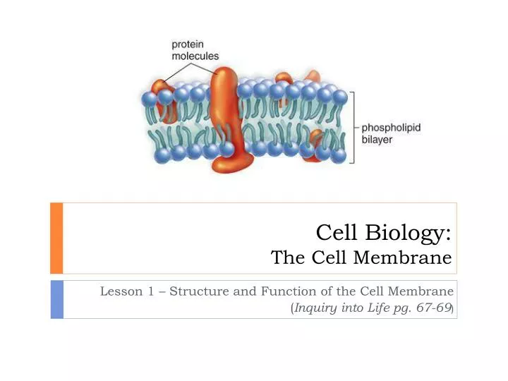 cell biology the cell membrane