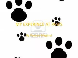 MY EXPERINCE AT PAWS