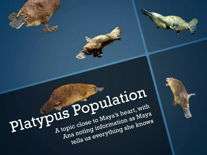 platypus population