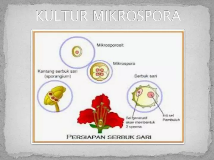 kultur mikrospora