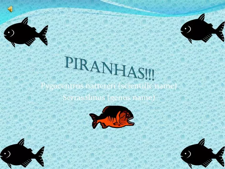 piranhas