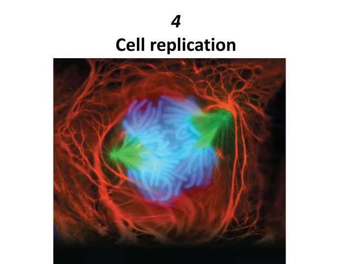 4 cell replication