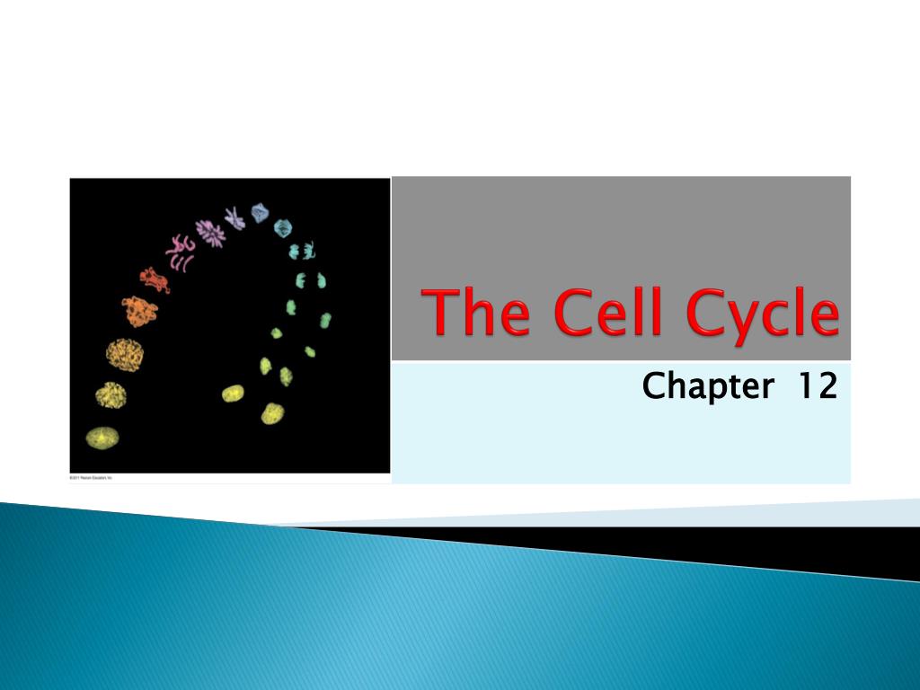 PPT - The Cell Cycle PowerPoint Presentation, free download - ID:2637935
