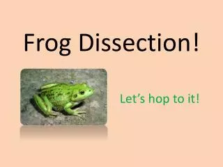 Frog Dissection!