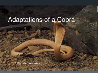 Adaptations of a Cobra