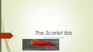 The Scarlet Ibis