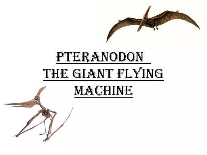 pteranodon the giant flying machine