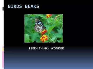 Birds beaks