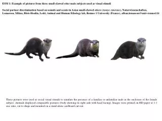 ESM 1: Example of pictures from three small-clawed otter male subjects used as visual stimuli