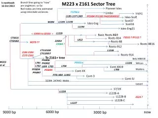 M223 x Z161 Sector Tree