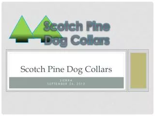 Scotch Pine Dog Collars