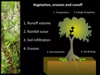 Vegetation, erosion and runoff