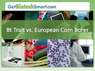 Bt Trait vs. European Corn Borer