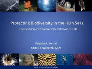 Protecting Biodiversity in the High Seas The Global Ocean Biodiversity Initiative (GOBI)