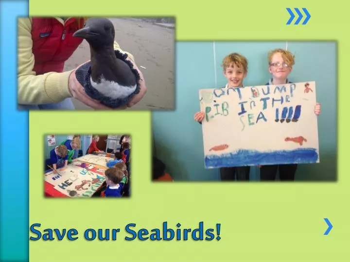 save our seabirds