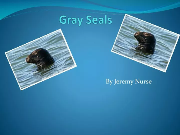gray seals