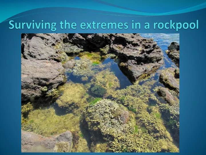 surviving the extremes in a rockpool