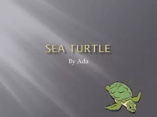 sea turtle