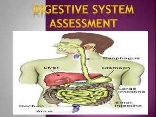 Digestive System Assessment