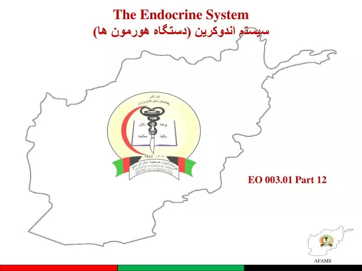 the endocrine system