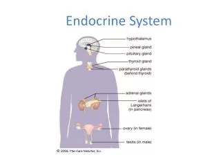 Endocrine System