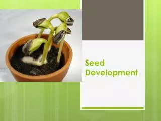 seed development